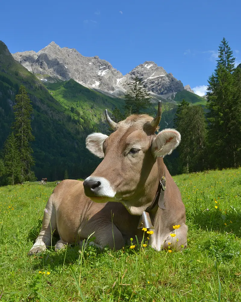 Kuh in den Alpen