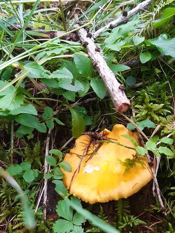 Pilz im Grünen