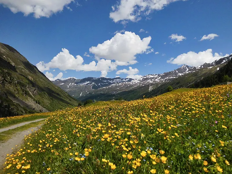 Blumenwiese Ötztal